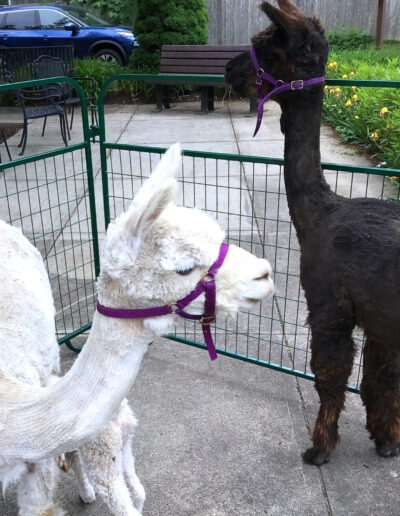 Alpacas animal assisted therapy Sippican Healthcare Center Marion Massachusetts